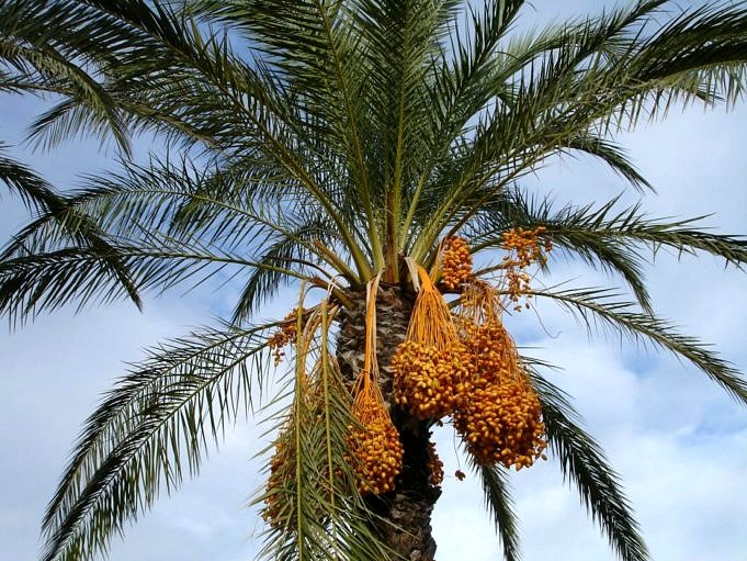 ¿Los cocos crecen en las palmeras?