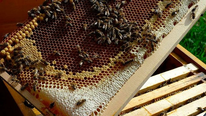 Cómo criar abejas
